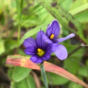 Blauaugengras (Sisyrinchium montanum) - Wildsamensamen...