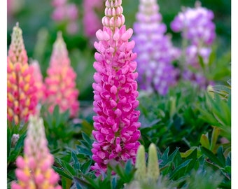 Lupine Seeds - (Lupinus albus L.)...