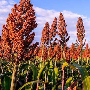 Semi di sorgo "Rox Orange"