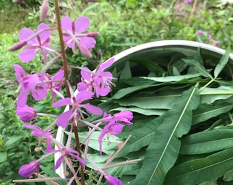 Fireweed Seeds - (chamaenerion angustifolium) - WILD SEEDS...