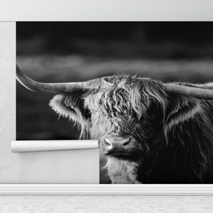 Ochse Fotodruck, Wildlife Wand-Papier, Wildkuh Wandbild, gehörnter Stier Wandbild, Büffel Wandbild, Kuh Wandbild,
