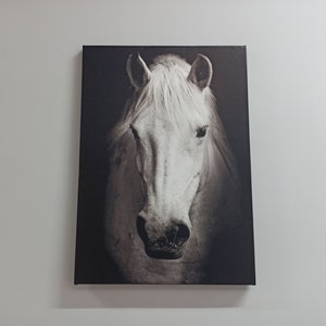 White Horse Photo Print, Modern Canvas, Horse Lover Gift Wall Art, Animal Wall Art, Horse Photo Wall Decor, White Horse Artwork,