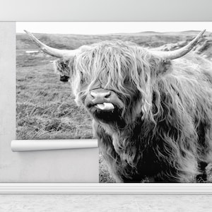 Scottish Highland Cattle Wall Paper, Horned Bull Wall Mural, Longhorn Bull Wall Mural, Scottish Highland Wall Mural,