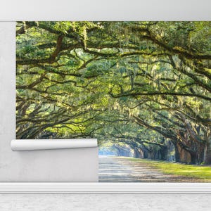 Eichen Wandbild, Wandbild, Atemberaubende Eichen Linie, Wandbild, Atemberaubende Eichen Linie, Wandbild für Zimmerpflanzen,
