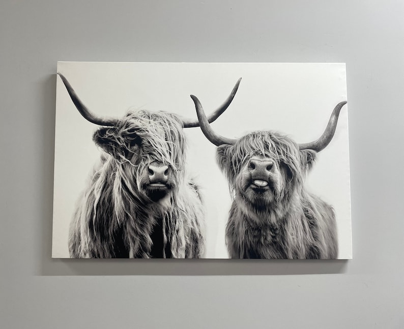 May include: Black and white photograph of two Highland cattle with long, shaggy fur. The cattle are looking directly at the camera, and one is sticking its tongue out.