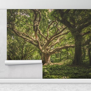 Pintura de la pared del bosque, cartel de la pared del árbol, decoración de la pared del paisaje del árbol viejo, arte de la pared de la vista del árbol, arte de la pared del paisaje de la naturaleza, papel de pared de la vista,