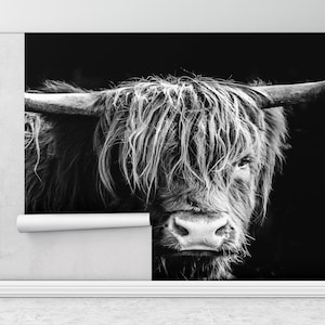 Bull, Cow Wall Paper, Scottish Highland Cattle Wall Mural, Wildlife Wallpaper, Wild Bull Wall Art, Horned Bull Wall Mural,