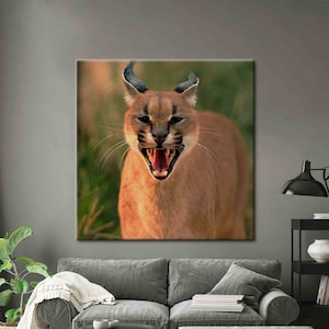 Big Cat Poster, Animal Poster, Wild Cat Artwork, Wild Animal Printed, Wiildlife Canvas Art, Wild Caracal Poster, Caracal Wall Art,