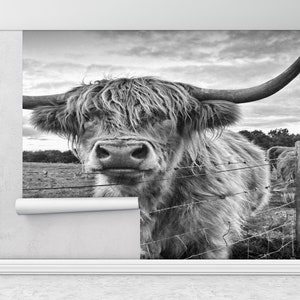 Scottish Highland Cattle Photo, Highland Cow Mural, Bull Wall Art, Scottish Highland Cattle Wall Poster, Wild Bull Wall Painting,