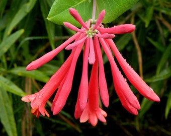 Pink/coral honeysuckle vine seedling