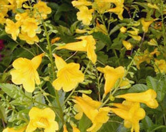 Yellow Bells - 40 seeds (Esperanza, Yellow Flowering Bush)