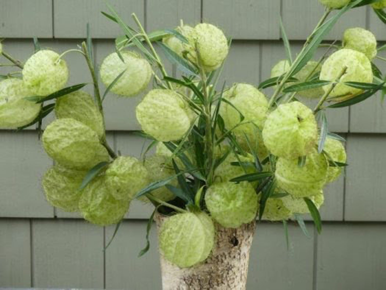 40 Hairy Ball Milkweed Seeds collected 2022 Etsy
