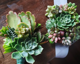 Set of Living Succulent Wrist Corsage and Boutonniere, School formal, wedding, event, party, succulent jewellery accessory