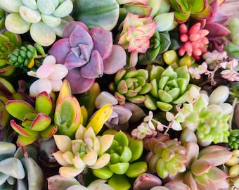 May include: A vibrant assortment of succulents in various colors, including green, purple, pink, and yellow. The close-up shot showcases the diverse textures and shapes of the plants, creating a visually appealing display. The arrangement highlights the natural beauty of these drought-tolerant plants.
