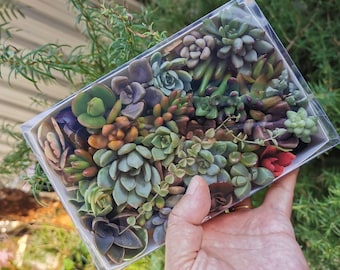 32 Colorful Mini Succulent Cutting Gift Box