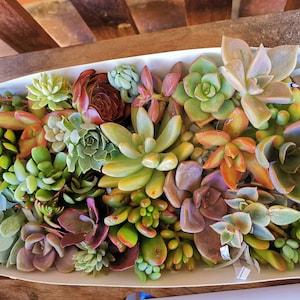 May include: A selection of succulent plants in a white rectangular container. The succulents are in various shades of green, red, and purple.