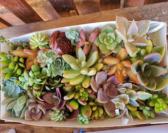 25+ Colorful succulent cutting pack in a gift box, DIY succulent arrangement, start your own succulent garden