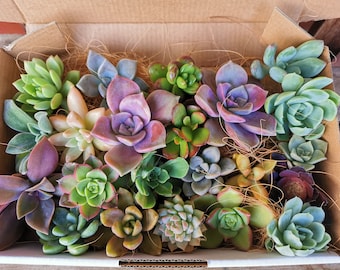 May include: A variety pack of succulent plants in a cardboard box. The succulents are arranged in a bed of brown shredded paper. The succulents are a mix of green, purple, and pink.