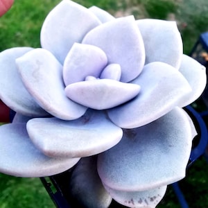 May include: A close-up of a succulent plant with thick, pale blue-green leaves arranged in a rosette pattern. The plant is in a small, dark blue plastic pot. The leaves have a powdery coating, and the tips show subtle brown markings. The background is blurred green grass.
