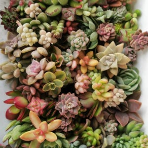 May include: A selection of succulent plants in a white container. The succulents are in various shades of green, pink, and red.