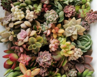 May include: A variety of succulent plants in a white container. The succulents are in different shades of green, pink, and red.