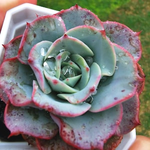 May include: Close-up of a succulent plant with blue-green leaves edged in red. Water droplets glisten on the leaves. The succulent is in a white square container, held by a person.