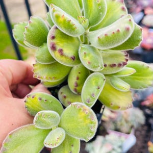 May include: A Kalanchoe tomentosa succulent plant with fuzzy, light green, elongated leaves. The leaves feature distinct, dark reddish-brown serrated tips and edges, creating a soft, velvet-like texture across the entire plant structure.