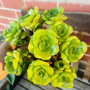 Aeonium lily pad cluster live succulent