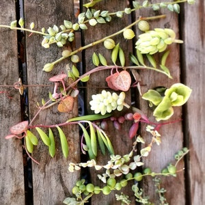 May include: An overhead view of assorted succulent cuttings arranged on a weathered wooden surface. The cuttings exhibit a spectrum of greens, pinks, and purples, with varied leaf forms and textures. The arrangement highlights the natural beauty and diversity of succulent plants.