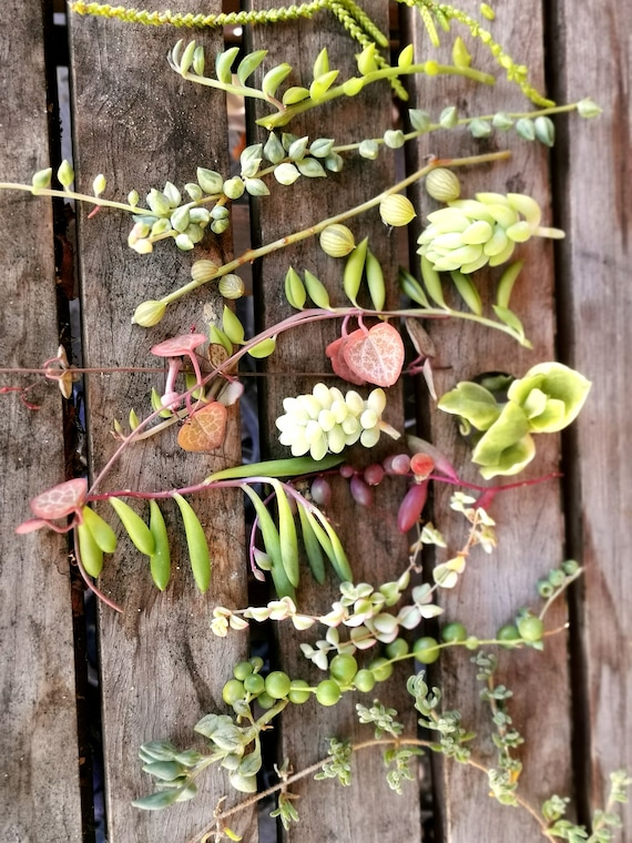 long planters boxes brixton long planter – Veradek US