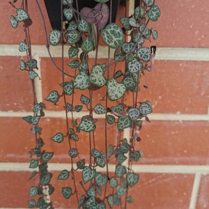 May include: Close-up of a String of Hearts plant, with heart-shaped leaves in a mottled green and silver pattern. The plant hangs from a black pot against a red brick wall. The stems are a deep reddish-purple. A trailing houseplant.