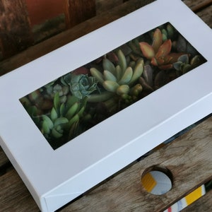 Paquete de 30 coloridos cortes de suculentas en una caja de regalo, arreglo suculento de bricolaje, 25 variedades imagen 7