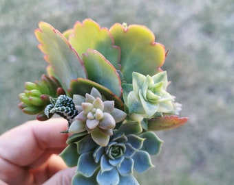 Living Succulent Boutonniere, School formal, wedding, event, party
