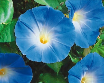 SALE SALE SALE !!! 5 full pounds of untreated Heavenly Blue Morning Glory seeds.
