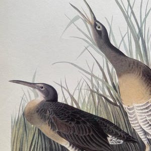 May include: Two brown and gray birds with long beaks are perched in tall green reeds. The bird on the left has its beak open and is looking to the right. The bird on the right has its beak open and is looking to the left. The background is a light gray.