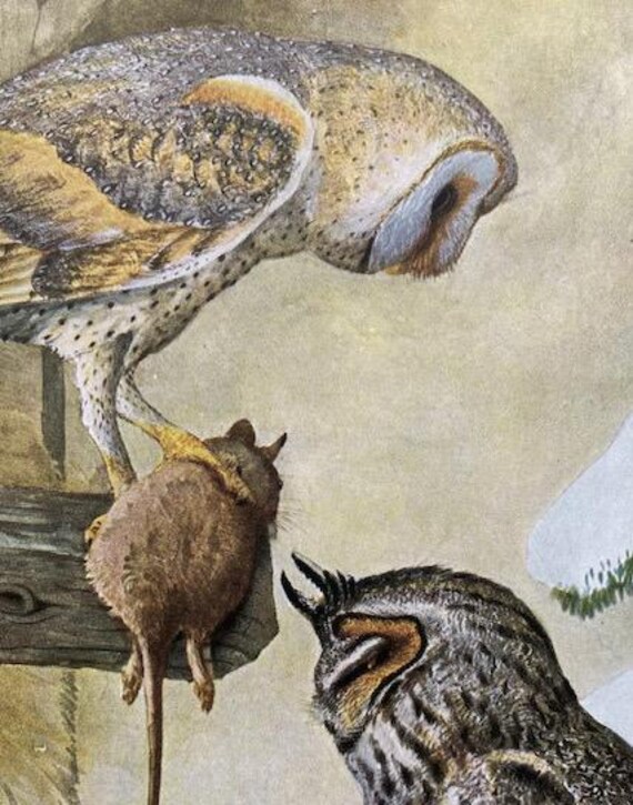 BARN Owl, Long-eared OWLS Louis Agassiz Fuertes 1917 Bird