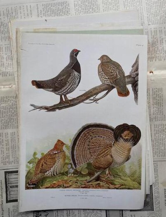 CANADA Spruce Partridge RUFFED GROUSE Louis Agassiz Fuertes 1917