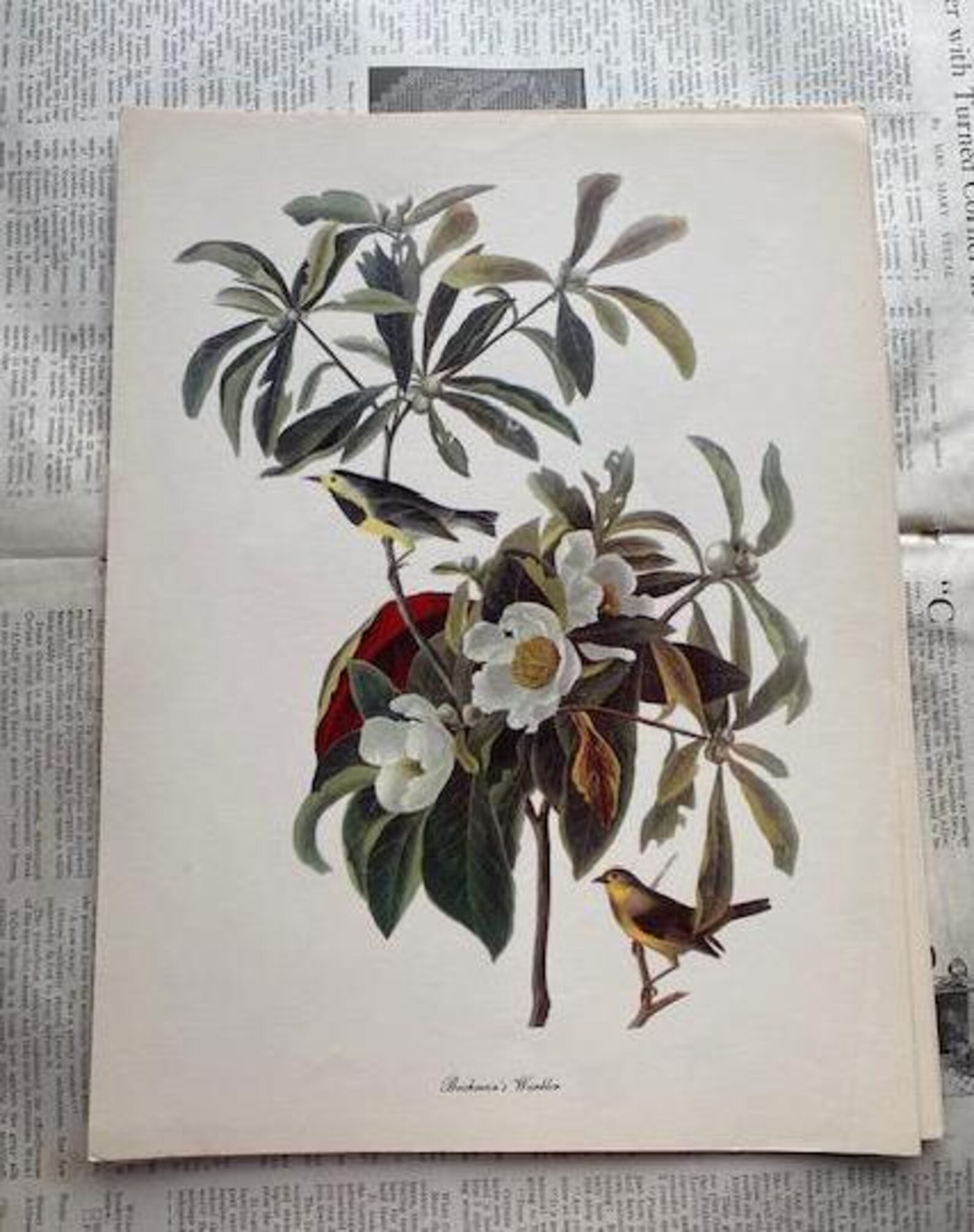 Estampe Ancienne Originale OISEAU DODO AUTRUCHE - Ornithologie - Milieu 1800 - Occasion