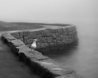 Schwarz-weiß-Digitalfotografie. A Seagull's Moment - Fragender Blick von einer Möwe im Sir Sandford Fleming Park, Nova Scotia