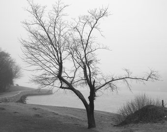 Impression numérique noir et blanc ; arbre par un matin brumeux dans le parc Sir Sandford Fleming, en Nouvelle-Écosse. Disponible encadré ou non.