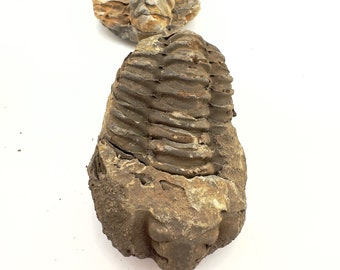 Trilobite Fossil Specimen