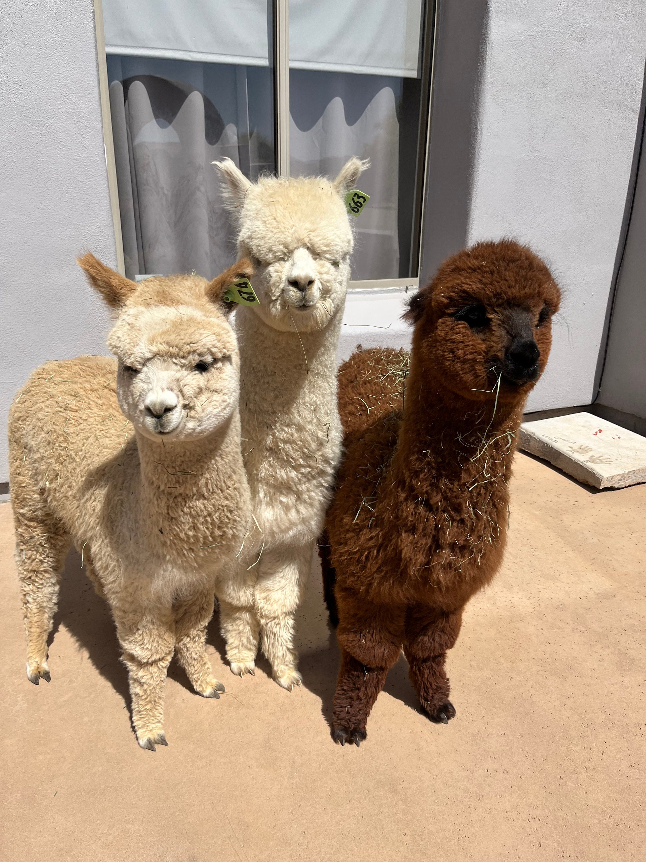 100 All Natural Alpaca Poop Best Fertilizer There Is Alpaca Beans