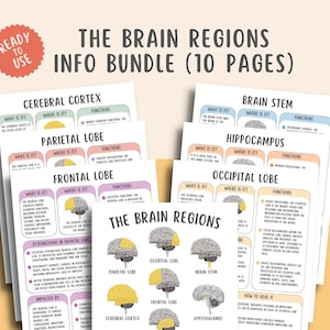 Può includere: Un'illustrazione infografica colorata delle regioni del cervello, tra cui la corteccia cerebrale, il lobo parietale, il lobo frontale, il lobo occipitale, il tronco cerebrale e l'ippocampo. L'infografica include descrizioni di ciascuna regione del cervello, della sua posizione e delle sue funzioni. Il testo "The Brain Regions Info Bundle (10 Pages)" è in alto nell'immagine.
