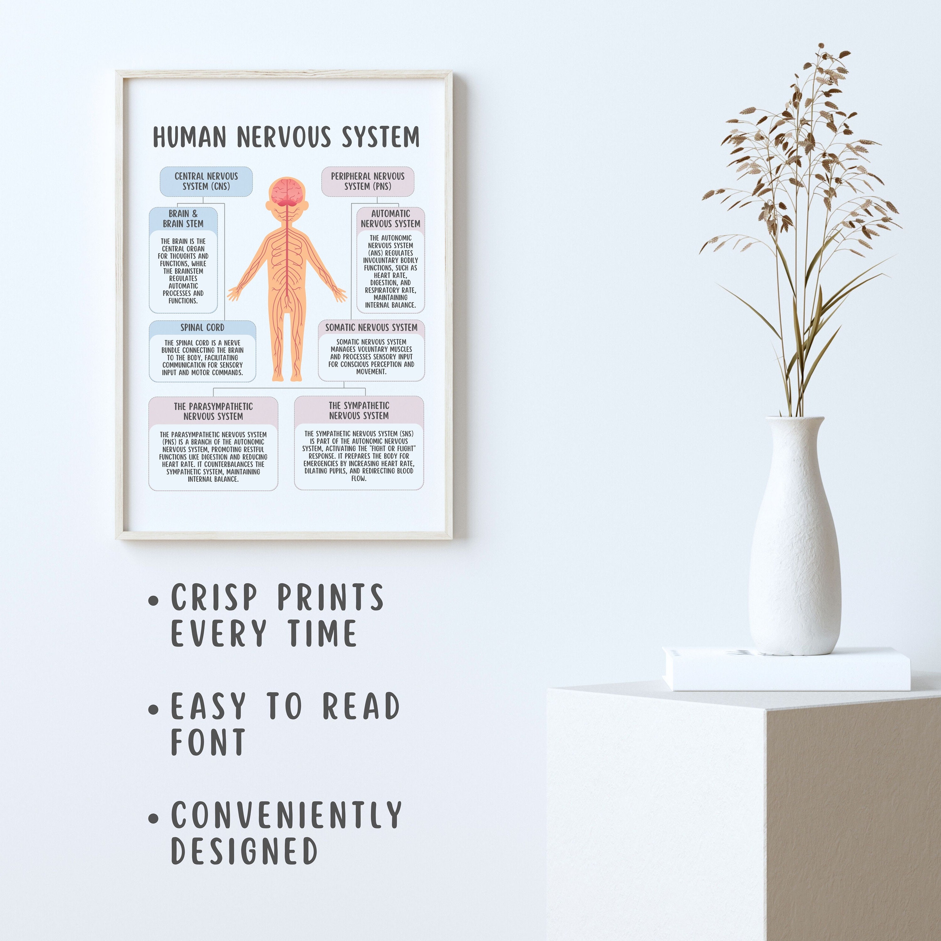 Human Nervous System Poster, Fight or Flight Response, Brain Function ...