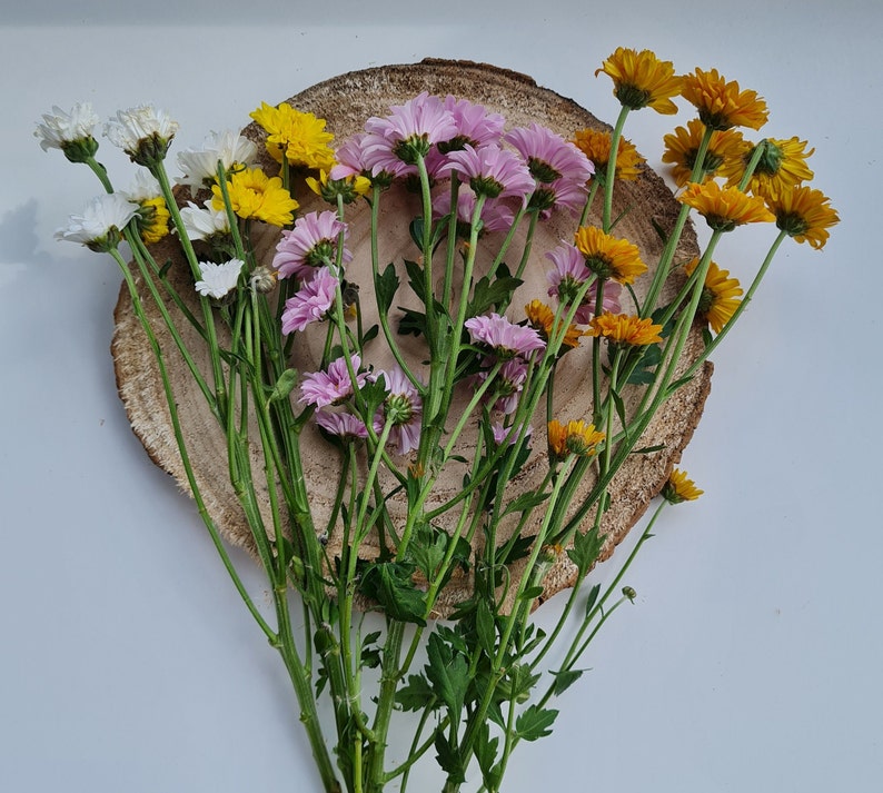 GIFT flower seeds/meadow flowers test tube give away guest gift image 9