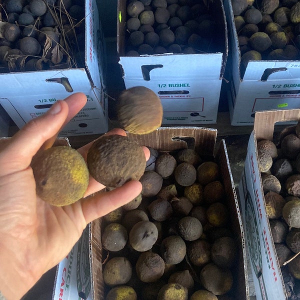 Fresh Black Walnuts In-Husk, 2023 Harvest – For Planting or Eating | Native Tree | Juglans nigra | Nut | Nut For Planting | Edible | Oil