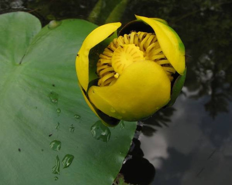 Nuphar lutea Yellow Water Lily Bareroot Live Plant Native Large Water Lily Aquatic Plant Plant for Ponds Wetland Flower image 3