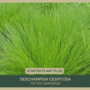 Deschampsia cespitosa | Tufted hairgrass | Starter Plant Plug | Showy | Attracts Birds | Drought Resistant | Deer & Rabbit Tolerant