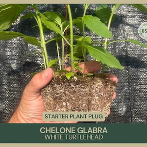 May include: A hand holding a starter plant plug of Chelone Glabra, also known as White Turtlehead. The plant has green leaves and stems, with visible roots. The text "STARTER PLANT PLUG" and "CHELONE GLABRA WHITE TURTLEHEAD" are displayed.