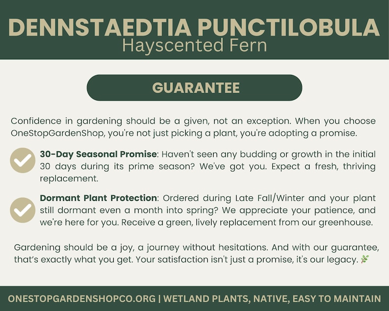 Puede incluir: Una ilustraci&oacute;n de un helecho en verde y blanco con el texto "DENNSTAEDTIA PUNCTILOBULA Hayscented Fern" y "GUARANTEE" en un cuadro verde. El texto debajo del cuadro dice "Confidence in gardening should be a given, not an exception. When you choose OneStopGardenShop, you're not just picking a plant, you're adopting a promise."  El texto contin&uacute;a con "30-Day Seasonal Promise: Haven't seen any budding or growth in the initial 30 days during its prime season? We've got you. Expect a fresh, thriving replacement." y "Dormant Plant Protection: Ordered during Late Fall/Winter and your plant still dormant even a month into spring? We appreciate your patience, and we're here for you. Receive a green, lively replacement from our greenhouse." El texto termina con "Gardening should be a joy, a journey without hesitations. And with our guarantee, that's exactly what you get. Your satisfaction isn't just a promise, it's our legacy." y "ONESTOPGARDENSHOPCO.ORG | WETLAND PLANTS, NATIVE, EASY TO MAINTAIN".